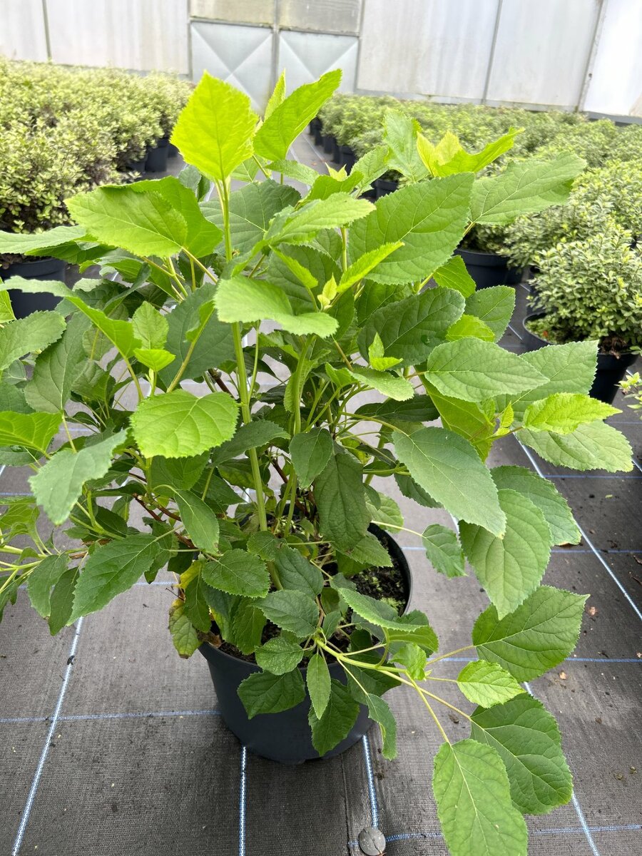Hydrangea a. 'Annabelle' 10L - Van Arnhem Nursery