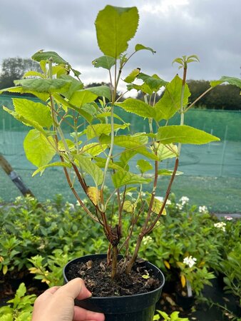 Hydrangea a. 'Annabelle' 3L
