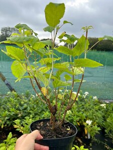 Hydrangea a. 'Annabelle' 3L