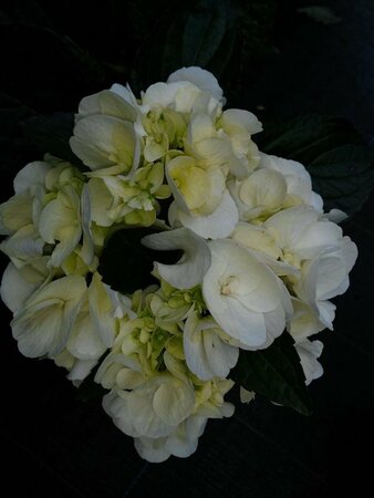 Hydrangea macrophylla 'Shakira' 10L - image 1