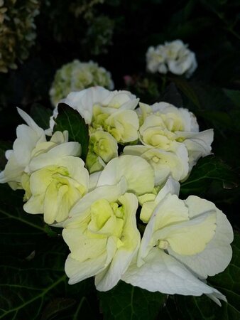 Hydrangea macrophylla 'Shakira' 10L - image 2