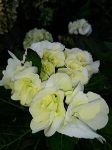 Hydrangea macrophylla 'Shakira' 10L - image 2