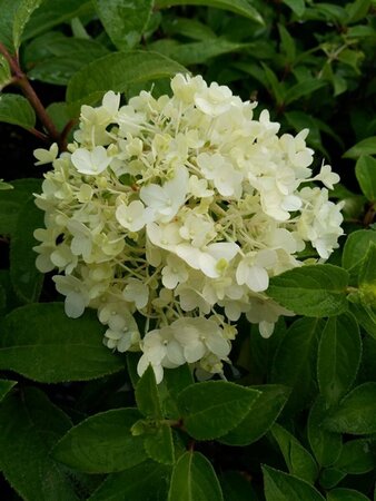 Hydrangea pan. Bobo 10L