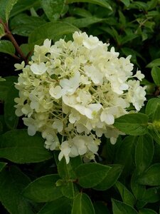 Hydrangea pan. Bobo 10L