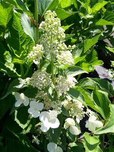 Hydrangea pan. 'Kyushu' 10L