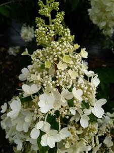 Hydrangea pan. Pinky Winky 25L