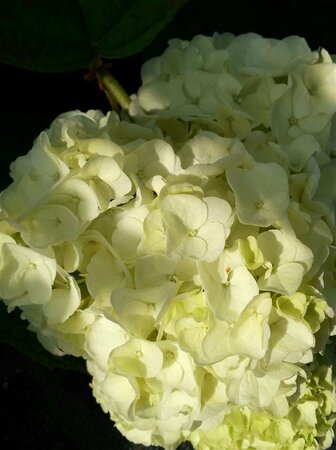 Hydrangea querc. Ice Crystal 5L - image 1