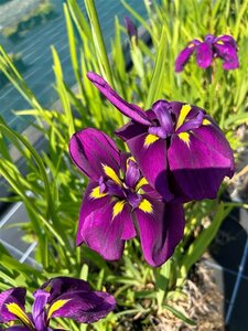 Iris ensata 'Dinnerplate CUpcake' 2L - image 1