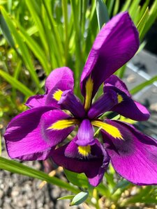 Iris ensata 2L - image 3