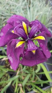 Iris ensata 2L - image 1