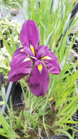 Iris ensata 2L - image 2