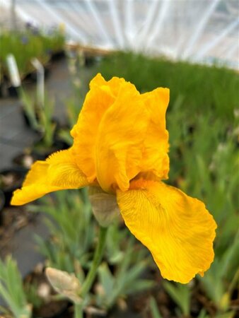 Iris (G) 'Ola Kala' 2L - image 2
