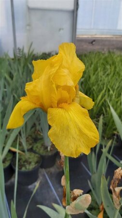 Iris (G) 'Ola Kala' 2L - image 1