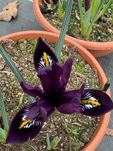 Iris reticulata'Purple Hill' 2L