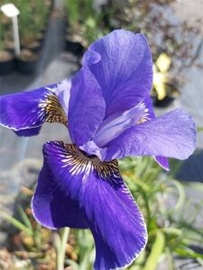 Iris sib. 'Caesar's Brother' 2L