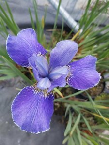 Iris sib. 'Silver Edge' 2L