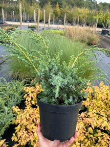 Juniperus chin. 'Blue Alps' 3L