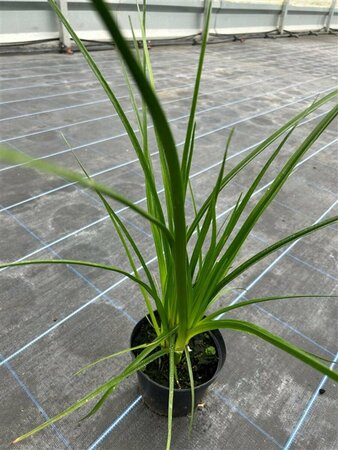 Kniphofia rooperi 2L