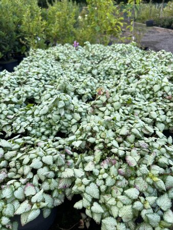 Lamium mac. 'Beacon Silver' 2L - image 3