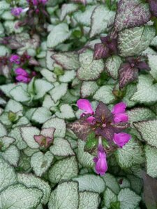 Lamium mac. 'Beacon Silver' 2L