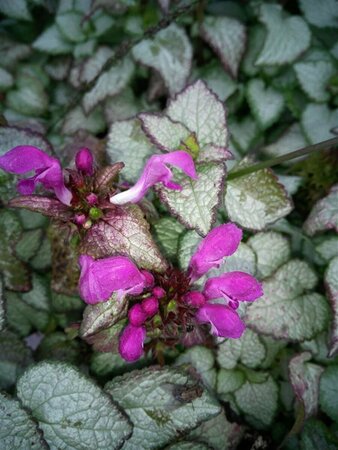 Lamium mac. 'Beacon Silver' 2L - image 2