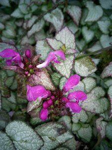 Lamium mac. 'Beacon Silver' 2L - image 2