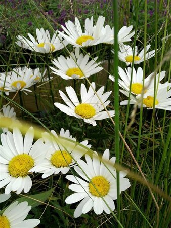 Leucanthemum Silver Princess  3L - image 1