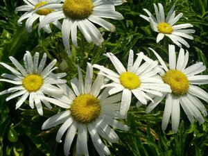 Leucanthemum Silver Princess  3L - image 2