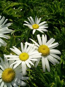 Leucanthemum Silver Princess  3L - image 3