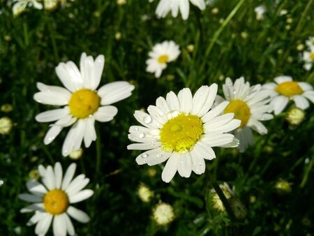 Leucanthemum vulgare 2L - image 1