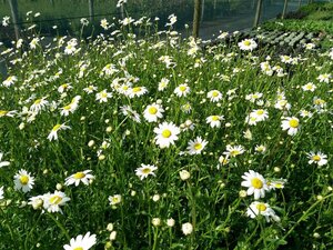 Leucanthemum vulgare 2L - image 2