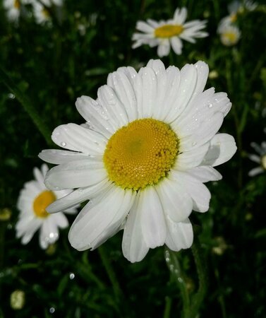 Leucanthemum vulgare 2L - image 3