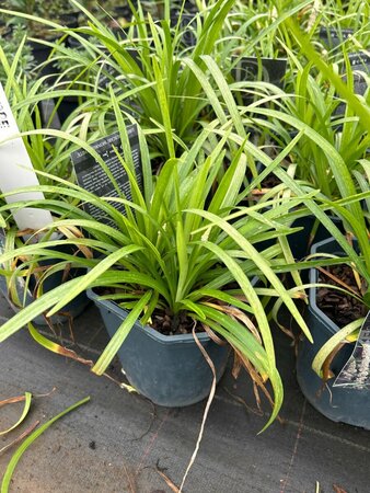 Liriope muscari 'Monroe White' 2L - image 2