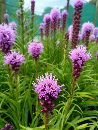 Liatris spicata Kobold 2L - image 1