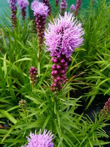 Liatris spicata Kobold 2L - image 2