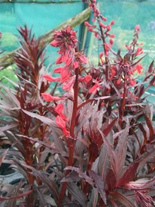 Lobelia Queen Victoria 2L - image 2