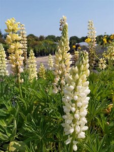 Lupinus 'Noble Maiden' 2L
