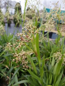Luzula sylvatica 3L