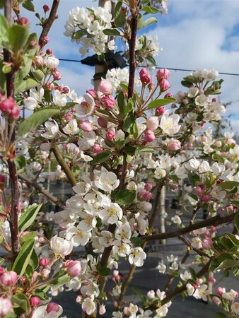 Malus 'Evereste' 1.8M stem 10/12 80L 1.2M x 1.2M Pleach - image 1