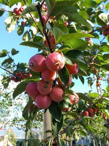Malus 'Evereste' 1.8M stem 10/12 80L 1.2M x 1.2M Pleach - image 2