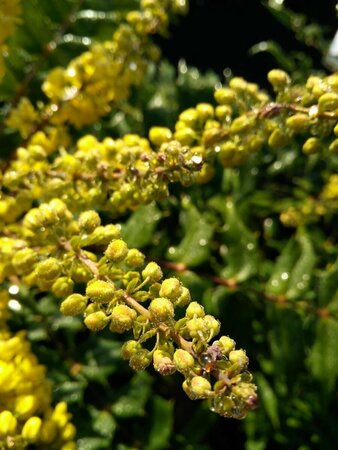 Mahonia media 'Winter Sun' 5L - image 2