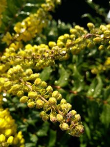 Mahonia media 'Winter Sun' 5L - image 2