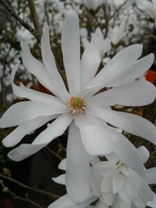 Magnolia stellata 10L