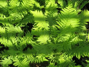 Matteuccia struthiopteris 3L