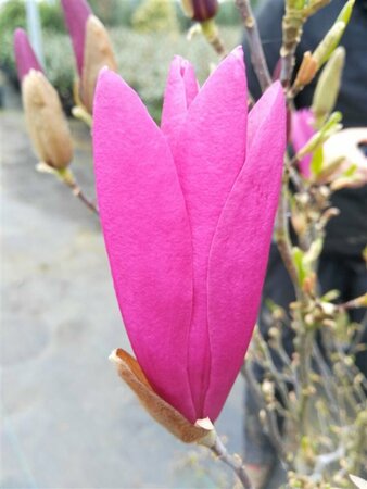Magnolia 'Susan' 100-125 25L - image 1