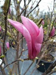 Magnolia 'Susan' 100-125 25L - image 2