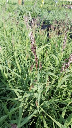 Melica altissima 'Atropurpurea' 3L - image 2