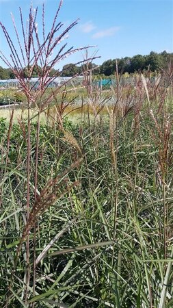 Miscanthus sin. 'Dronning Ingrid' 3L - image 1