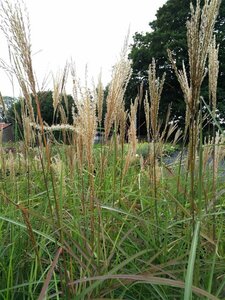 Miscanthus sin. 'Ferner Osten' 10L