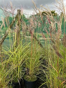 Miscanthus sin. 'Ferner Osten' 3L - image 2